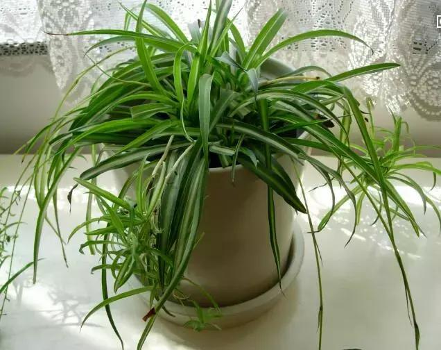 铁树开花打一生肖，坚韧与不屈的象征