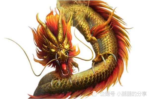 四海为家，生肖之龙与积极解释落实的智慧