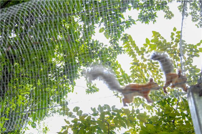 身手敏捷打一生肖、神秘解释落实