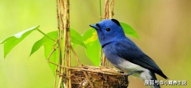 爱的传递，爱屋及乌与生肖的奇妙联结