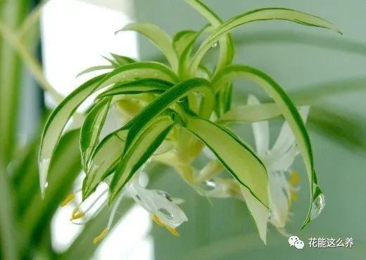 铁树开花打一生肖、背后的坚韧与不屈