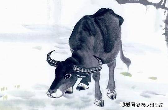 九牛一毛打一生肖,揭秘与绝佳解释 九牛一毛打一生肖,揭秘与绝佳解释