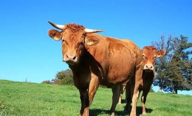 一往情深与积极解释落实，生肖牛的坚韧与执着