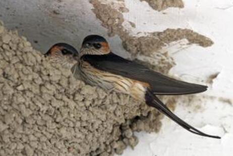 吉祥的动物打一生肖、新型作答落实解释