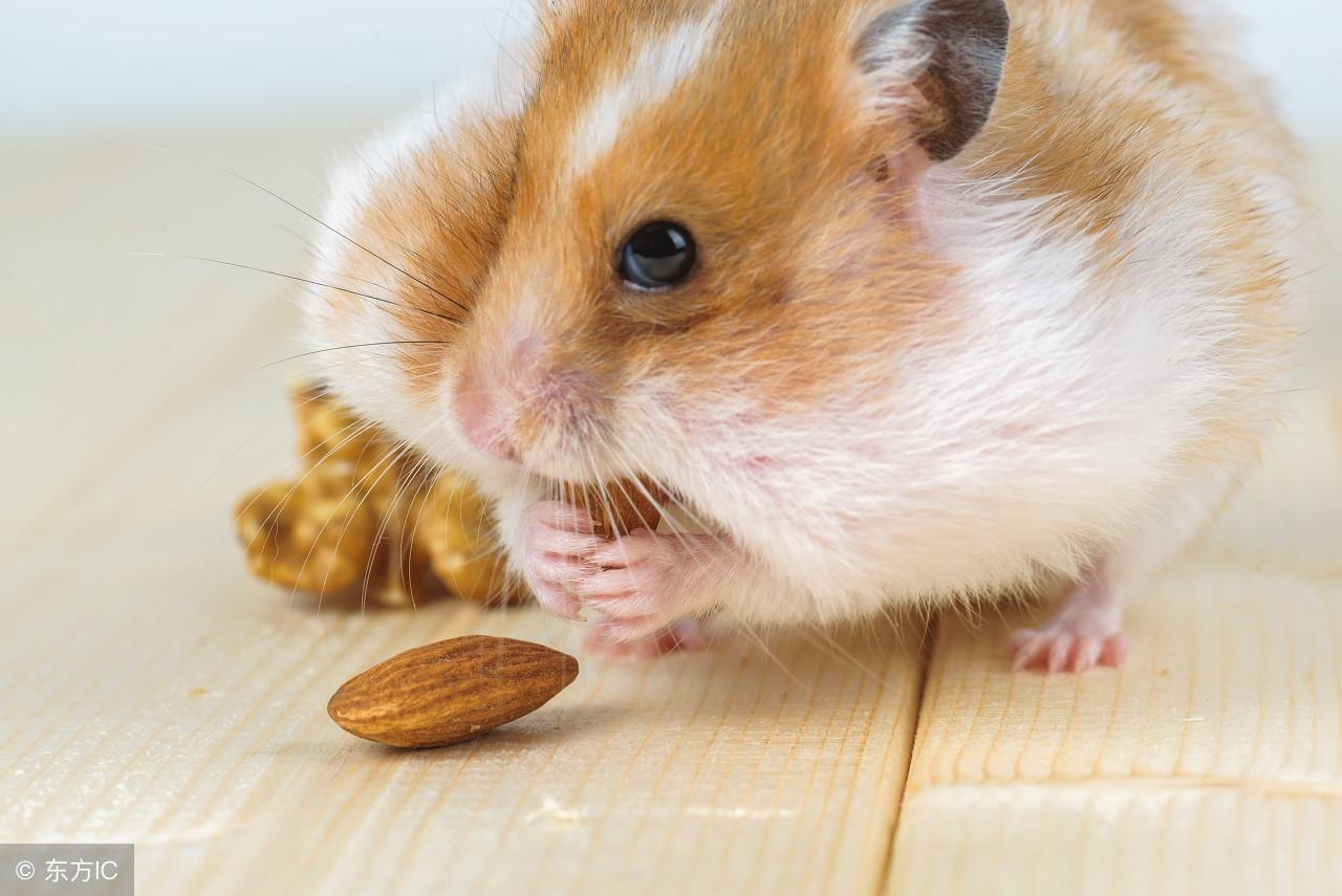 打破沙锅问到底打一生肖、真相解释落实