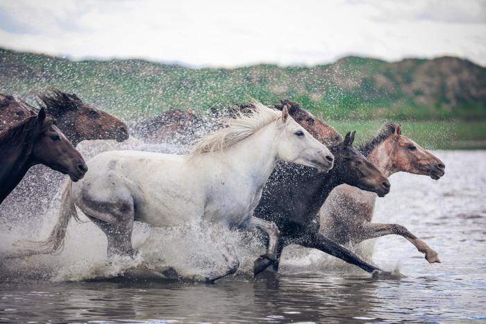 万马奔腾与现代生活的生肖启示，能人解释与日常实践
