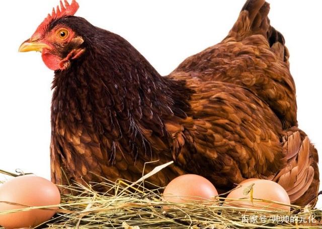 母鸡下蛋与生肖之谜，选择解释与落实的智慧