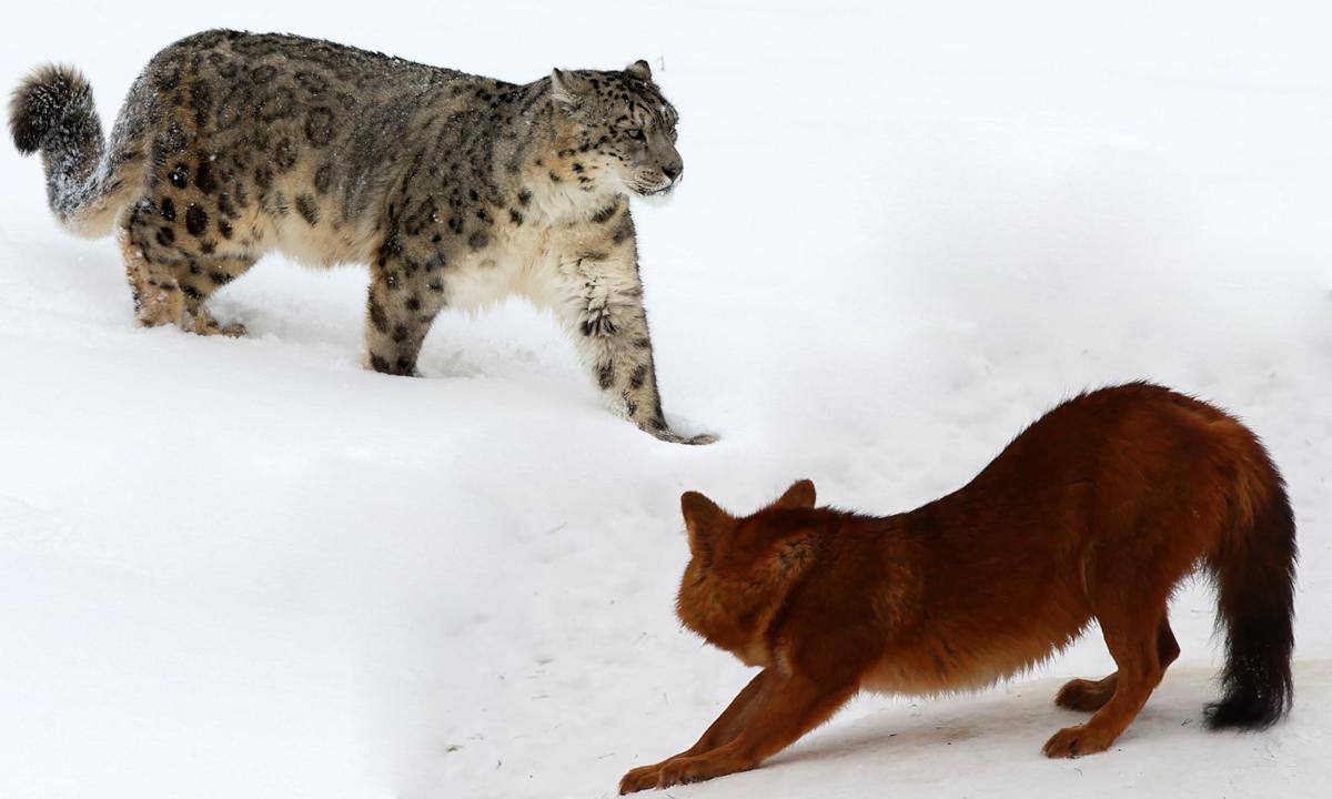 扮猪吃老虎打一生肖，一场误导解释的落实与反思