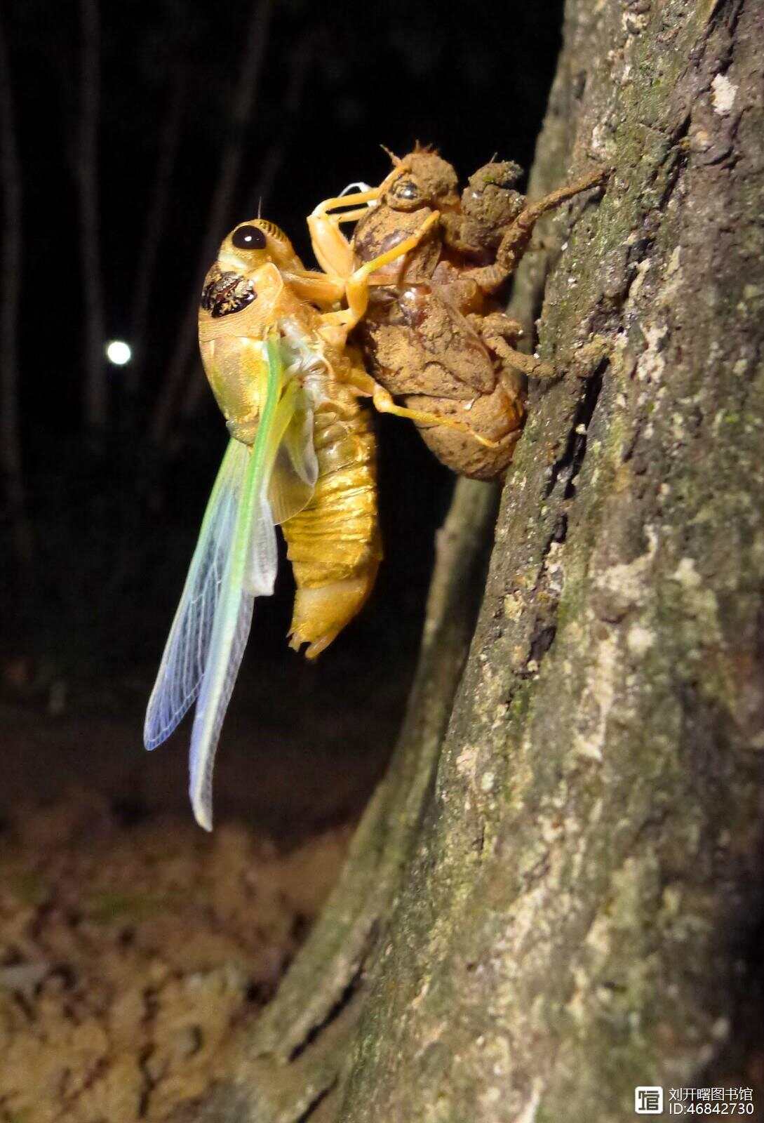 金蝉脱壳打一生肖、重点诠释解释落实