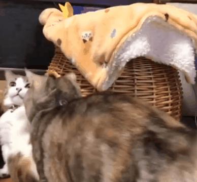 一山不容二虎，网络解释与生肖文化的深度融合