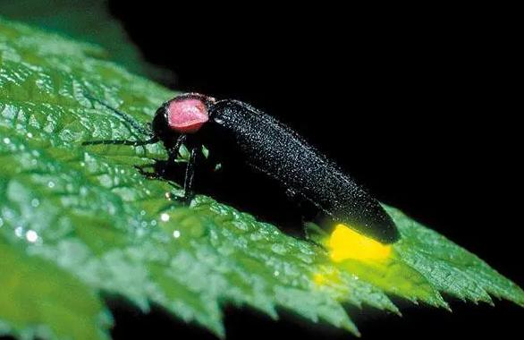 萤火虫与生肖的奇妙联结，揭秘萤火虫打一生肖的寓言故事