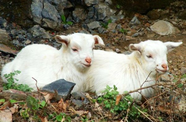 十万火急打一生肖，解密与智慧