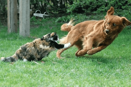 打狗欺主，揭秘生肖背后的智慧与警示