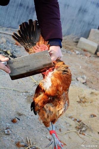 杀鸡吓猴打一生肖、的最快解答落实