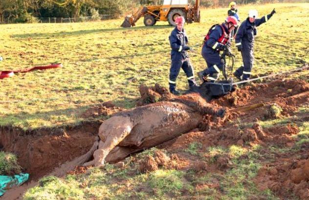 争分夺秒打一生肖，揭秘马的生肖寓意与现代生活