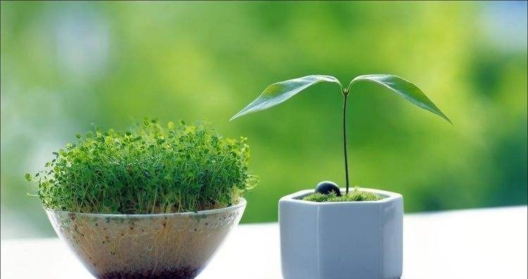 全面解析与落实，一草一木中的生肖智慧