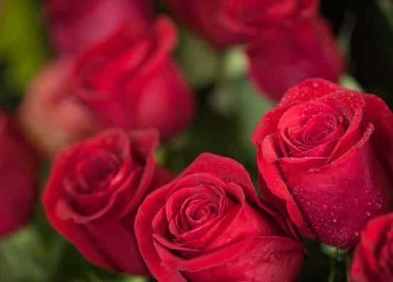 玫瑰花与生肖，友爱之谜的生动诠释