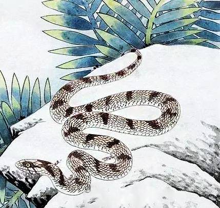 解密头晕目眩背后的生肖奥秘,一场关于智慧与毅力的激励之旅 解密头晕目眩背后的生肖奥秘,一场关于智慧与毅力的激励之旅