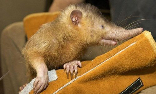 揭秘寿命最长的动物与生肖之谜，以鼠为鉴，激励人生