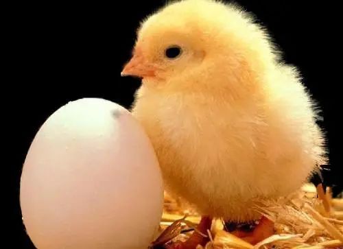 呆若木鸡打一生肖,探寻生肖中的沉稳之谜 呆若木鸡打一生肖,探寻生肖中的沉稳之谜