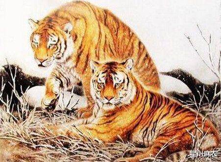 揭秘厚道生肖，如何选择并落实正确的厚道之道