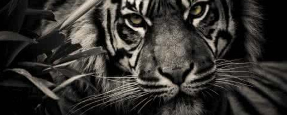 凶神恶煞打一生肖动物、谁来落实解答？