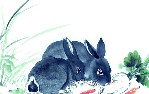 寒风细雨打一生肖兔、经典解释作答落实