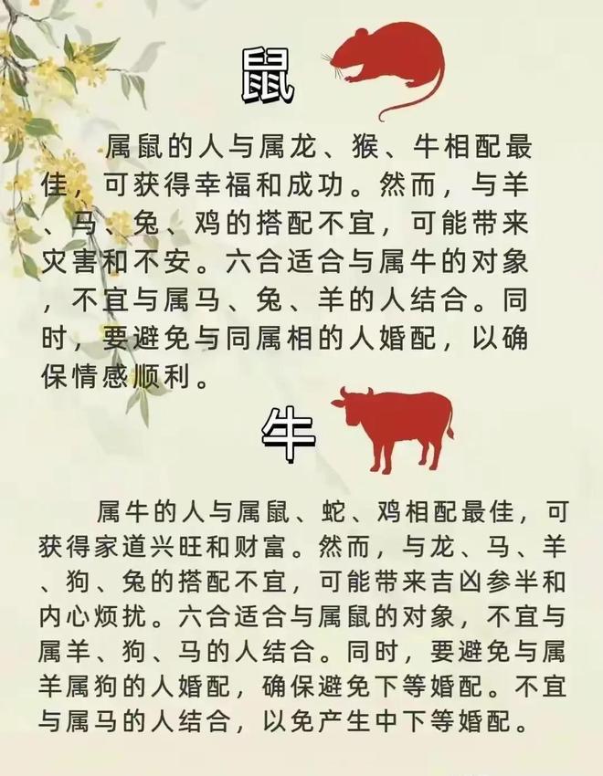 揭秘出乖露丑背后的生肖寓意,智慧与自省的深刻启示 揭秘出乖露丑背后的生肖寓意,智慧与自省的深刻启示