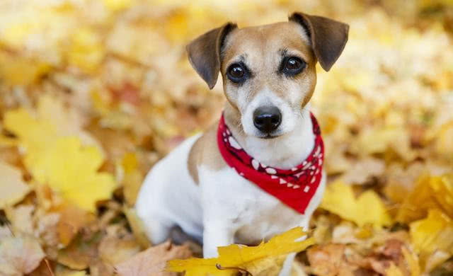 哈皮狗打一生肖,谜底即将揭晓 哈皮狗打一生肖,谜底即将揭晓