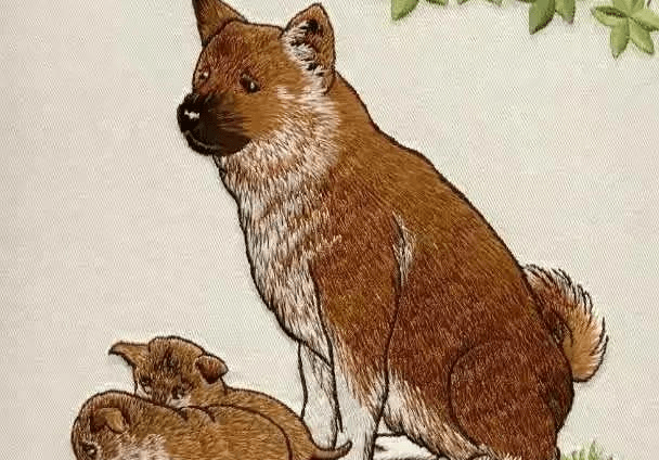 短毛粗糙生肖打一肖、背后的坚韧与不屈