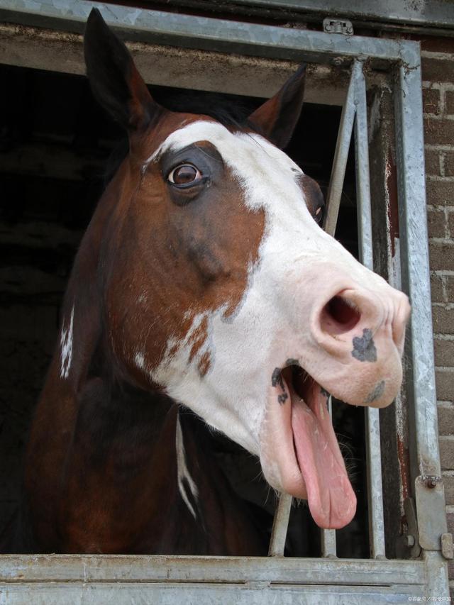 驴唇马嘴打一生肖，解谜与执行效率的双重挑战