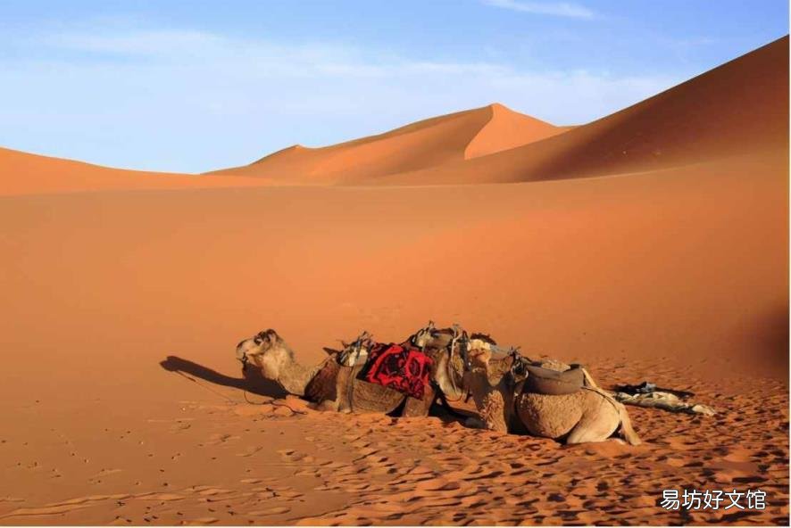 无边沙漠打一生肖，探寻生肖背后的文化与智慧