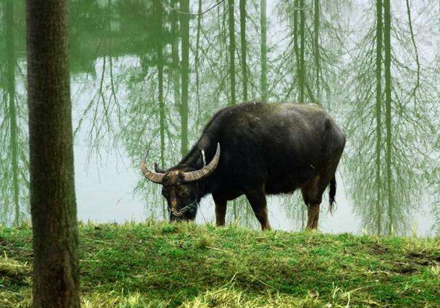 牛毛细雨中的生肖谜语与民间智慧 牛毛细雨中的生肖谜语与民间智慧