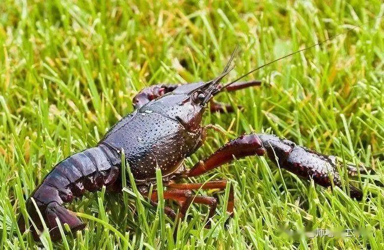 龙虾打一生肖，文化寓言与深层解读