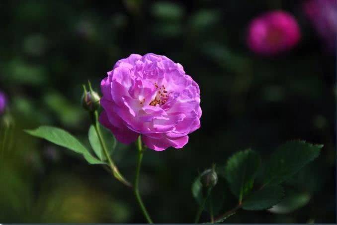 蔷薇露叶打一生肖、马上为你揭晓落实