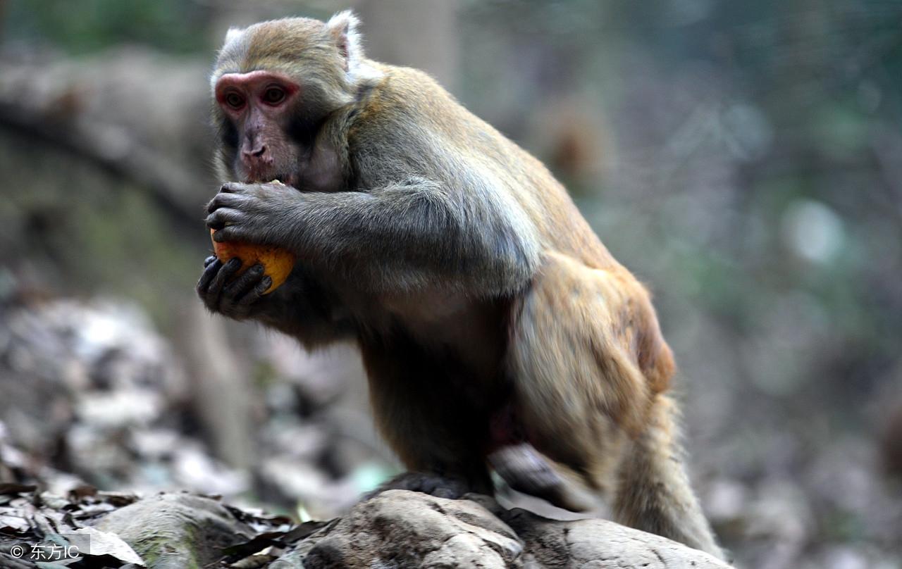 一步登天打一个生肖，深度解析与文化寓意