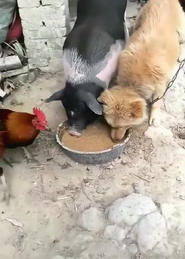 猪朋狗友一起来打生肖、发现作答落实解释