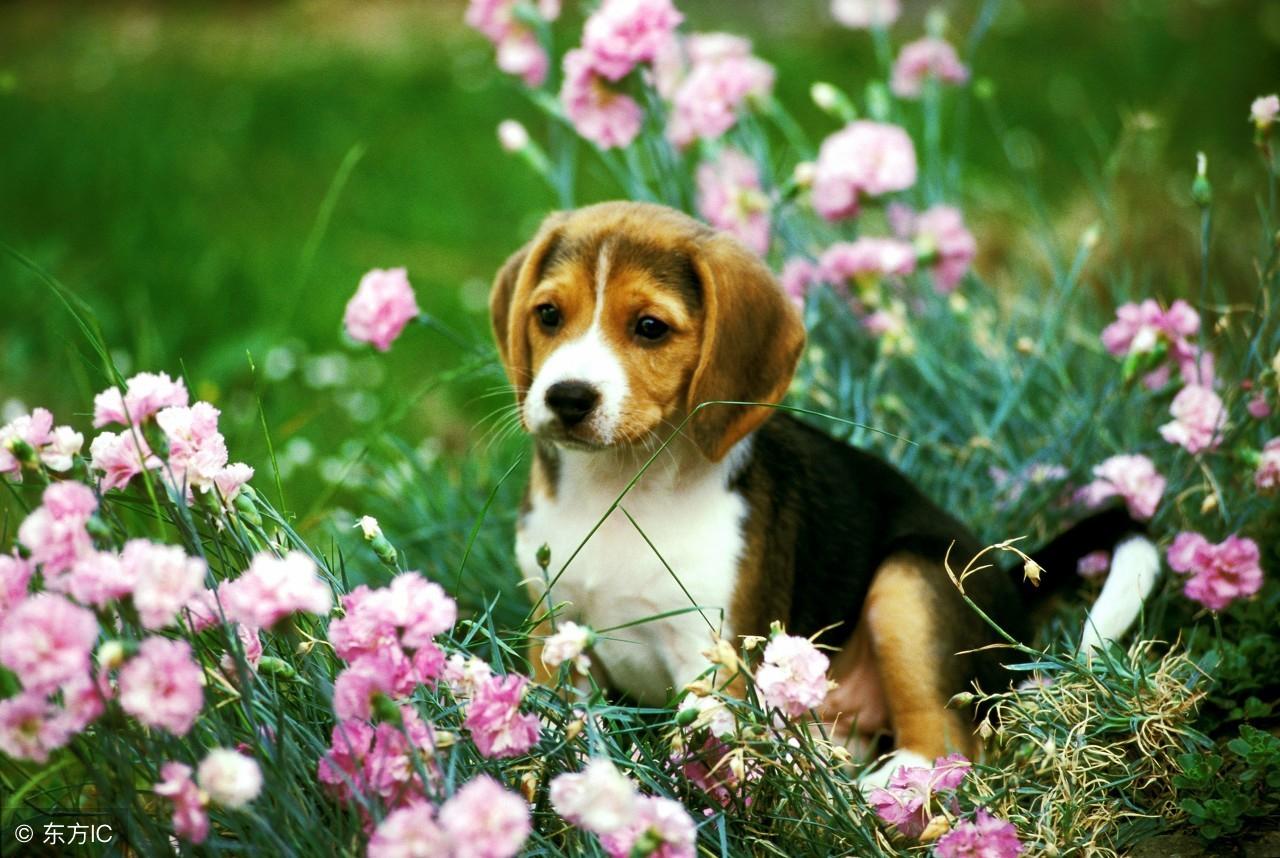 小气打一生肖、之谜与人生哲理的深度解析