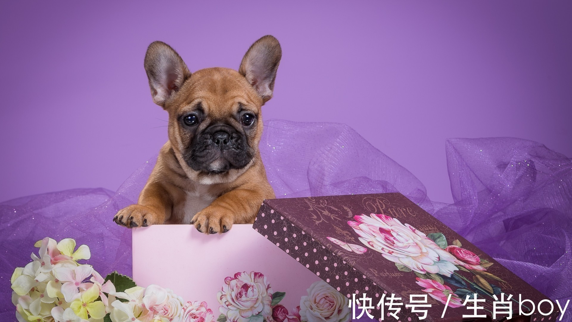 小宠物打一生肖、背后的智慧与策略