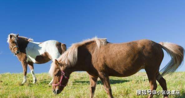死马当活马医打一生肖，揭秘如何选择并落实正确的策略