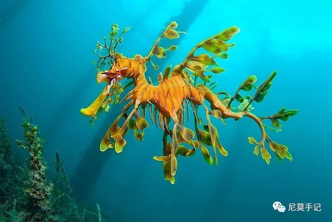 海里住的生肖谜题,揭秘海龙的精选解析与落实的详细结果 海里住的生肖谜题,揭秘海龙的精选解析与落实的详细结果