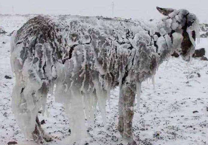 瓦解冰销打一生肖、定量解释落实