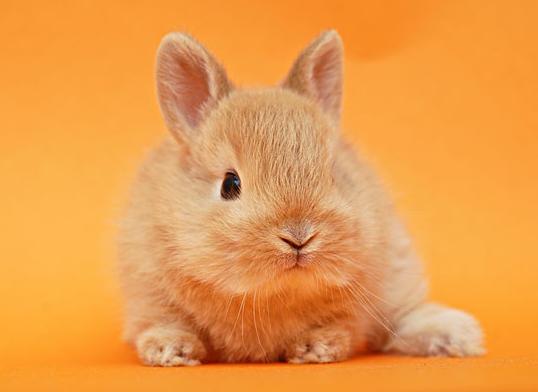 四面八方打一生肖答案、积极作答，落实解释