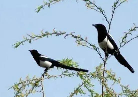 燕草打一生肖、团结解释落实