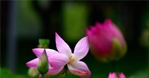 莲花与生肖的神秘联结,全面解析与文化落实 莲花与生肖的神秘联结,全面解析与文化落实