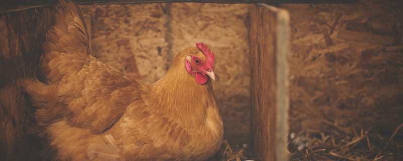 一支独秀打一生肖、词语的深层释义与文化解读