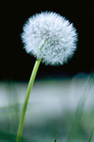 雾里看花打一最佳生肖、正确解释与落实