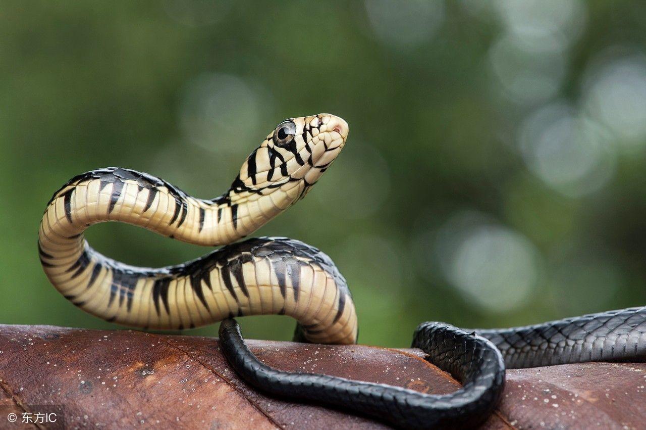 阴云密布打一生肖，谜团与人生哲理的深度解析