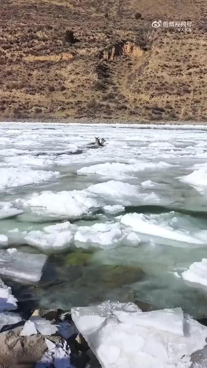 冰雪消融与生肖之谜,实证解释与落实行动 冰雪消融与生肖之谜,实证解释与落实行动