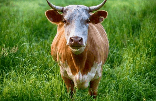 壮打一生肖，生肖牛的坚韧与执着